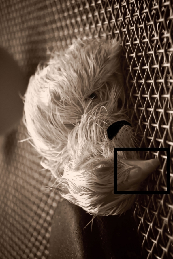 Creation of The Cage: Step 2
